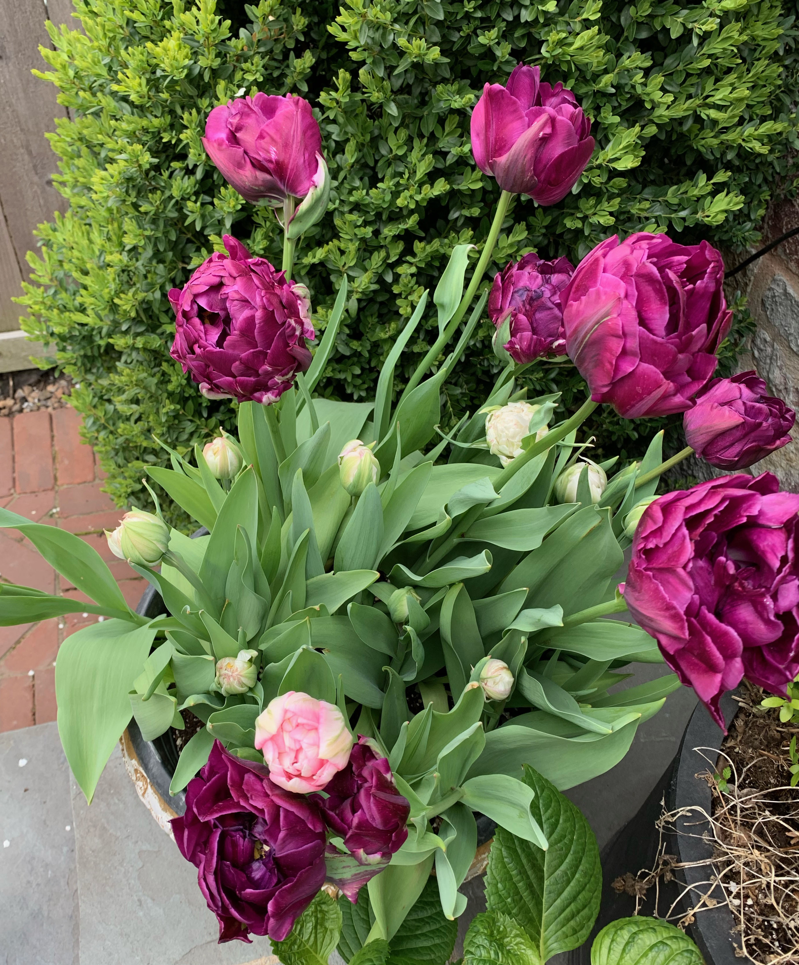 Tulip container